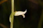 Florida lady's tresses